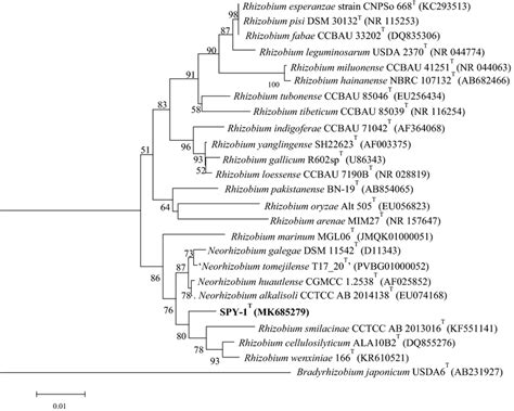 Neighbor Joining Phylogenetic Tree Based On S Rrna Sequences Showing