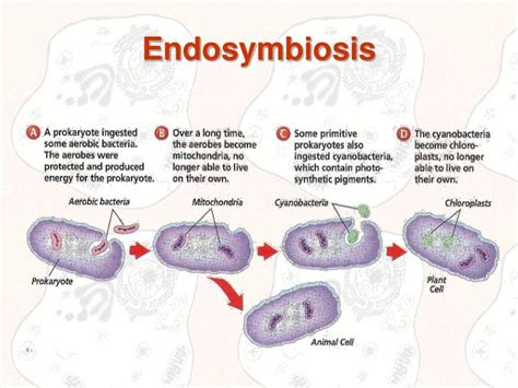 PPT - Endosymbiosis PowerPoint Presentation, free download - ID:819017