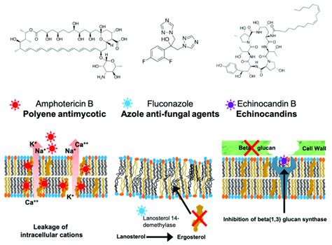 The Major Classes Of Antifungal Drugs Used In The Clinic And Their Download Scientific Diagram