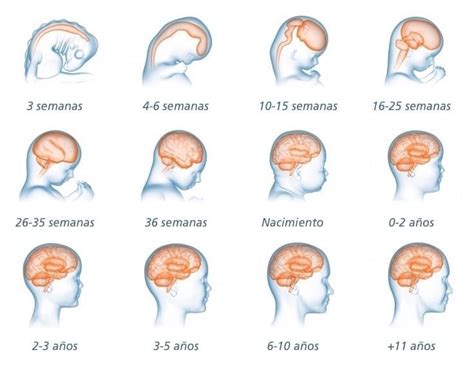 El Desarrollo Del Cerebro Del Beb Durante El Embarazo Embarazo