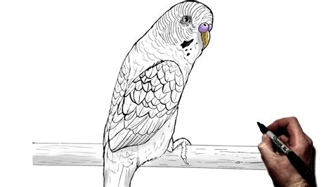 How To Draw Budgie