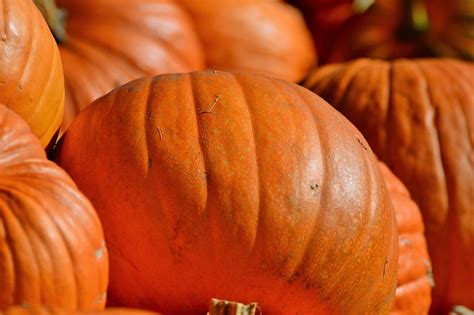 Pumpa Frukt Orange Gratis Foto P Pixabay Pixabay