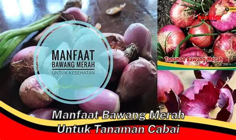 Temukan Manfaat Bawang Merah Untuk Cabai Yang Jarang Diketahui Biotifor