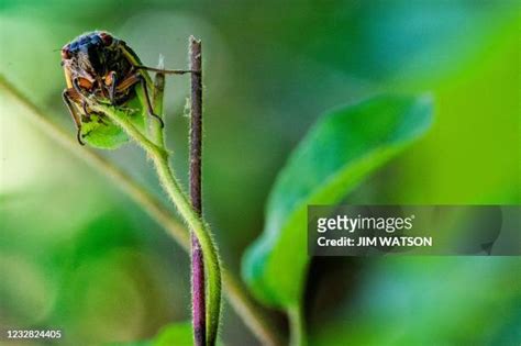 Cicada Nymph Photos And Premium High Res Pictures Getty Images