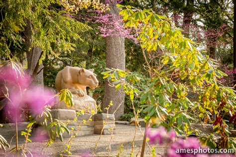 William Ames Photography Penn State Nittany Lion