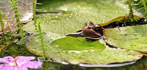 Frog Water Lilies Nuphar Lily - Free photo on Pixabay