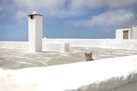 2023 Tinos Cat C2 Slow Life Rolf Schotsch Flickr