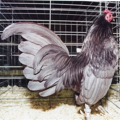 Blue Old English Game Bantam Chickens For Backyards