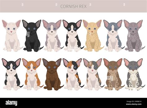 Cornish Rex Cat Clipart All Coat Colors Set All Cat Breeds