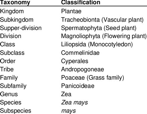 Taxonomic classification of cultivated maize. | Download Scientific Diagram