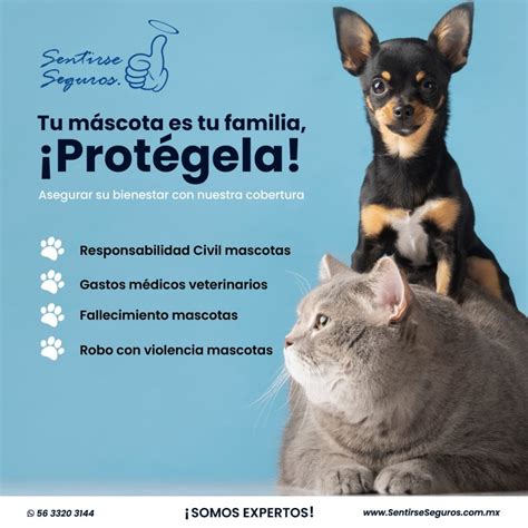 Seguro Para Mascotas Sentirse Seguros