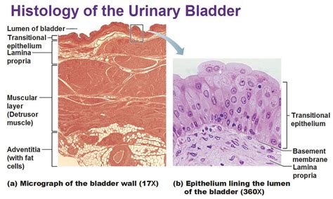 histology-of-urinary-bladder-transitional-epithelium-muscular-layer ...