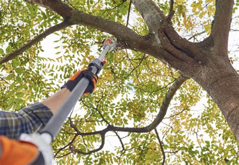 Tree Trimming Service Cost Arbor Wise Tree Service