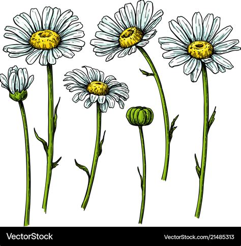 Daisy Flower Drawing Hand Drawn Floral Royalty Free Vector