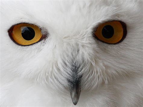 Snowy Owl Stare Photograph By Andrew Mcinnes