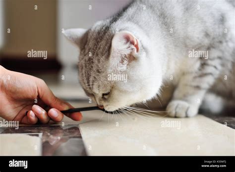 Feed A Cat Stock Photo Alamy