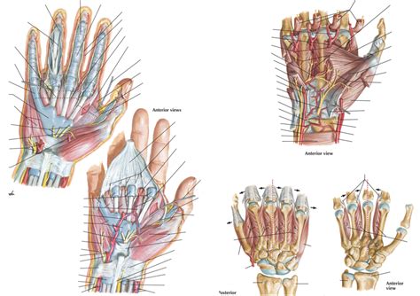 Palm of the hand Diagram | Quizlet