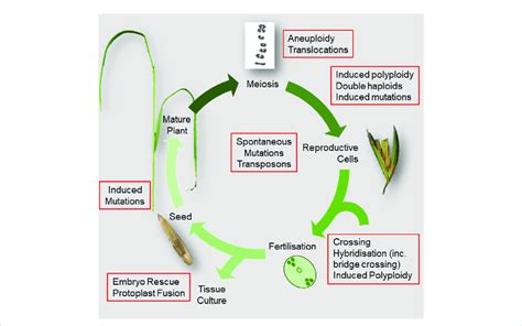 Diagram Summarising The Flowering Plant Life Cycle Showing Breeding Download Scientific Diagram