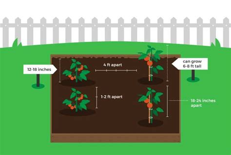 How Far Apart To Plant Tomatoes