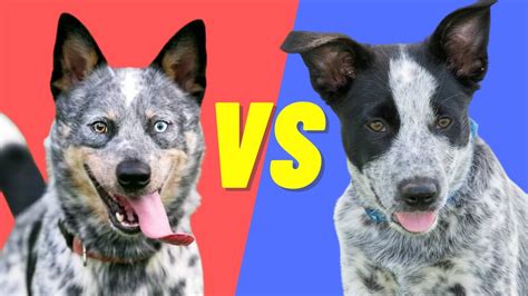 What Is The Difference Between A Queensland Heeler And An Australian