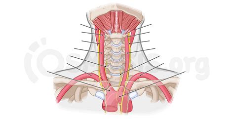 Deep Structures Of The Neck Root Of The Neck Osmosis