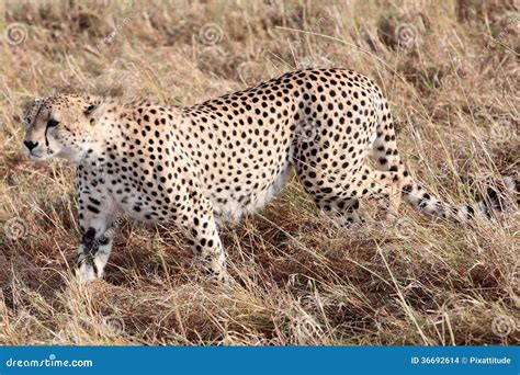 Masai Mara Reserve Kenya Africa Da Chita Foto De Stock Imagem De Reserva Curso 36692614