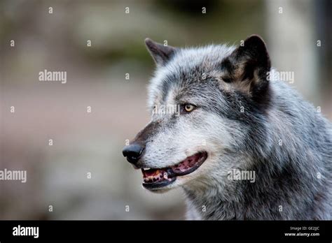 Eurasian Wolf Hi Res Stock Photography And Images Alamy