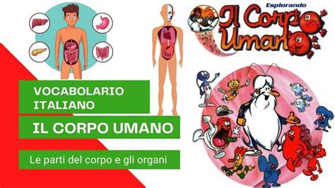 Vocabolario Italiano Il Corpo Umano Le Parti Del Corpo E Gli Organi