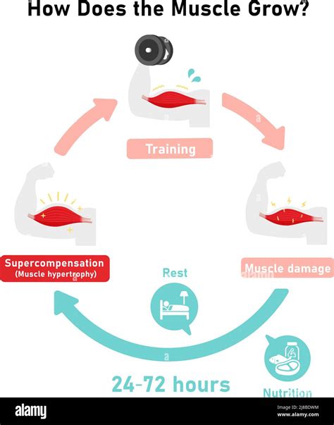 Mechanism of muscle growth ( supercompensation ). Vector illustration ...