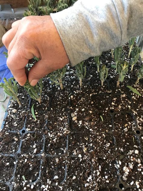 How To Propagate Lavender From Cuttings A Step By Step Guide Artofit