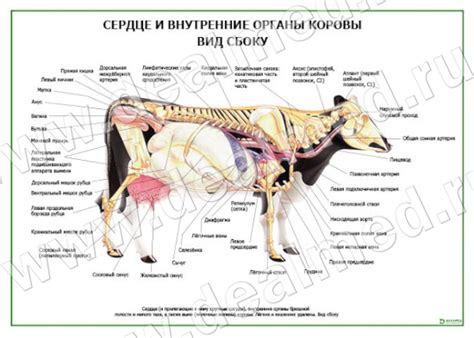Сердце и внутренние органы коровы вид сбоку плакат ламинированный А1/А2 ...