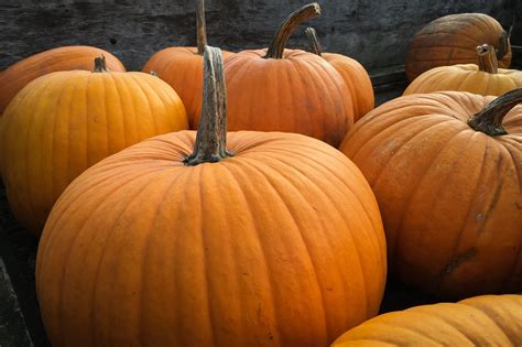 Consejos Para El Cultivo De Calabazas En Halloween Consejos Para Mi