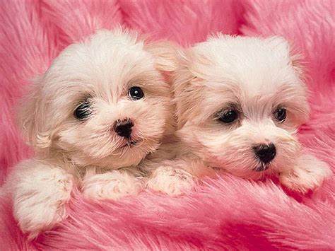 pink puppies | Cute animals puppies, Maltese puppy, Training your dog