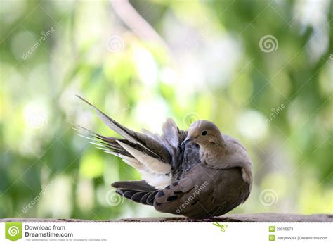 Mourning Dove Stock Image Image Of Morning Diego Birdwatching 29916673