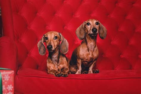 Fotos Dachshund Vermelho Fotos De Arquivo Gr Tis De Alta Qualidade