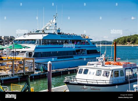 Whale Lobster And Seal Watching Boats In Bar Harbor Stock Photo Alamy