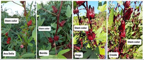 Figure 2 From Dataset On The Qualitative Characteristics Of Roselle