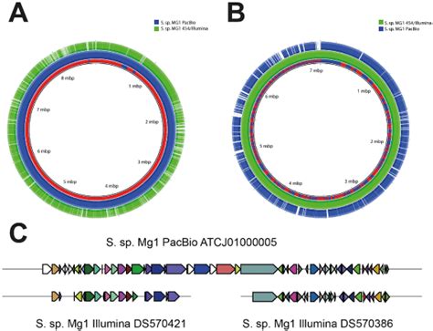 Microbial Whole Genome Sequencing Streptomyces Mining Pacbio