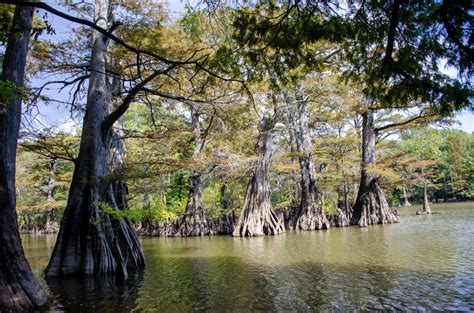 Arkansas Champion Bald Cypress Trail Right Kind Of Lost