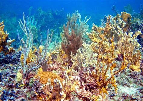 Snorkeling in Providenciales - Turks and Caicos Tourism Official Website