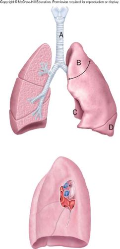 Chapter 22 Respiratory System Flashcards Quizlet