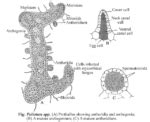 Psilotum - Structure, Morphology, Anatomy, Reproduction, Life Cycle ...