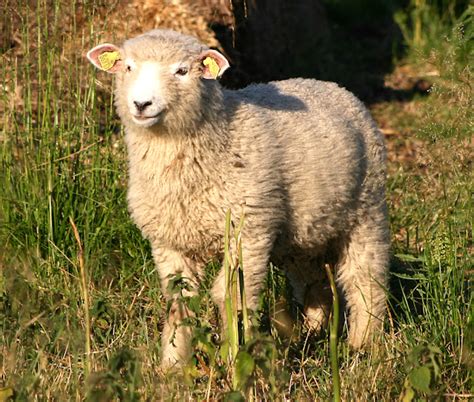 Danish Landrace Sheep Characteristics Uses Photo