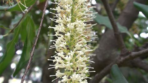 Macadamia Ternifolia Youtube