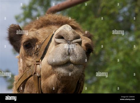 Split lip hi-res stock photography and images - Alamy
