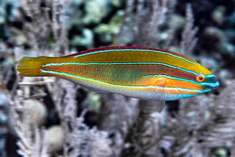 Three Ribbon Wrasse Terminal Phase Stethojulis Trilinea Flickr