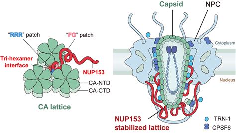 Schematic Of How The Ca Lattice Engages Nup153 To Mediate Hiv 1 Capsid