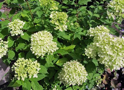 Гортензия Little Lime Фото – Telegraph