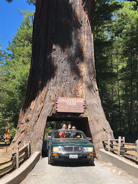 Redwoods Mendocino County Photo Tour - Diana Elizabeth