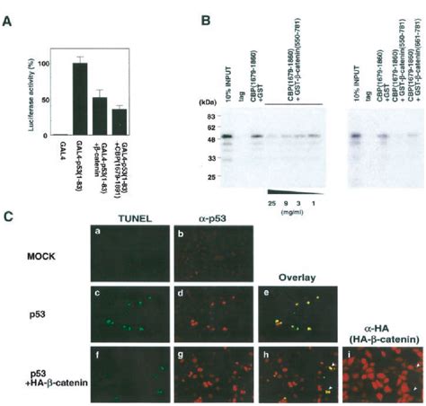 Figure From Regulation Of Lef Mediated Transcription And P